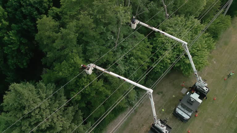 How Our Tree Care Process Works  in Desoto Lakes, FL